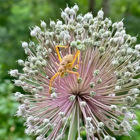 Tatil Evi Les Terrasses *